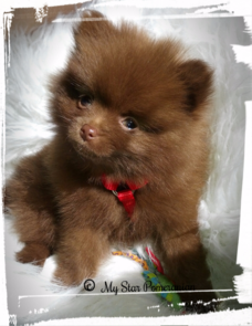 Chocolate Male Pomeranian