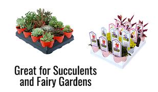 Great for Wholesale Succulent and Fairy Garden Programs