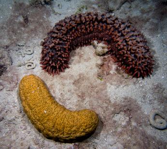 sea cucumber species