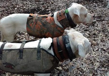 Hunting with dogo store argentino