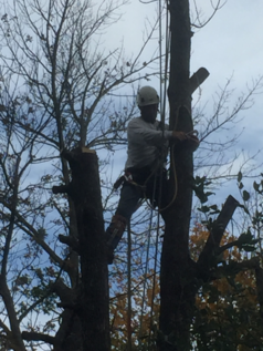 Close up of climber removing dead ash tree in stoney creek, ontario