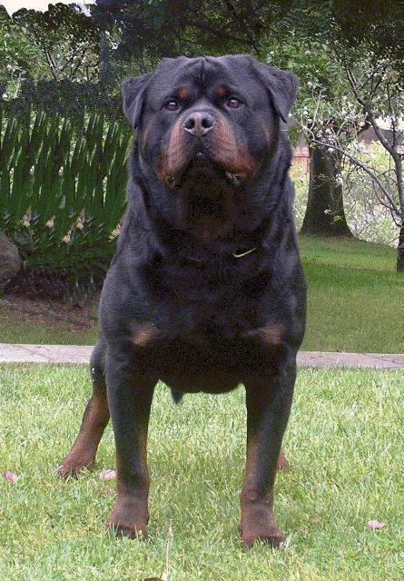 how tough are rottweilers