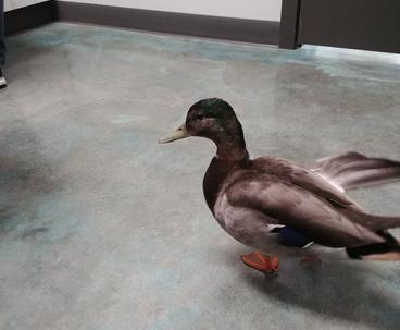 Duck visiting the vet