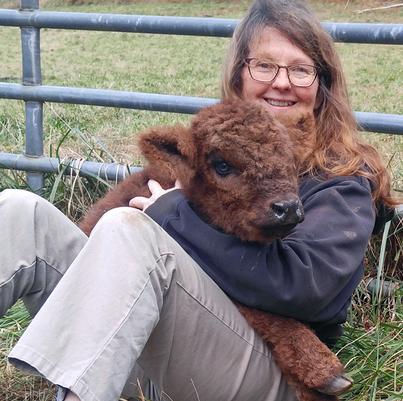 Highland cattle black,Scottish highland cattle,Black highland cattle,Highland cattle, Highland calves