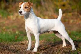 Venery jack hot sale russell terriers