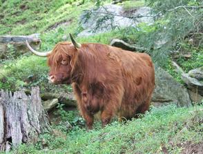 Highland cattle black,Scottish highland cattle,Black highland cattle,Highland cattle, Highland calves