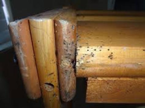 Bed Bug Mattress Removal Bed Bug Infested Furniture Removal Bed Bug Couch Sofa Removal Haul Away Service and Cost | Omaha NE | Omaha Junk Disposal