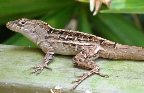 Brown Anole Care Sheet