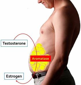 male estrogen and belly fat