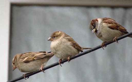 Sparrows