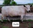 RLC Farms MN LLC British White Cattle