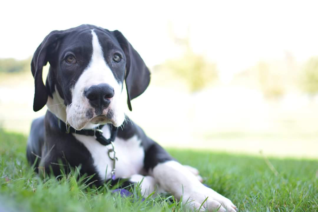 Mantle great dane store puppies for sale