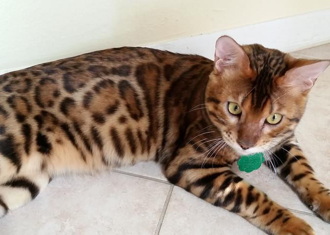 Bengal Cat for sale - Pedigree Hypoallergenic Cat - TICA Breeder