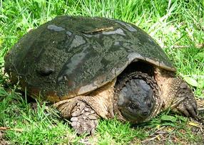 Snapping turtle