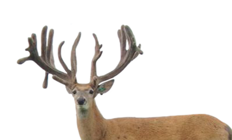 MAXBO RANGER FAWNS FOR SALE IN MICHIGAN