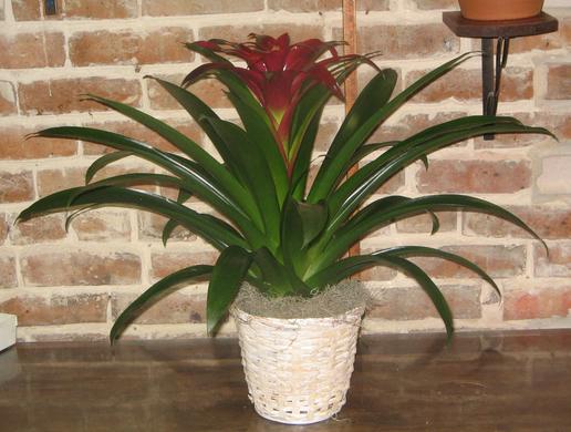 A red bromeliad plant in a white wicker basket with Spanish moss