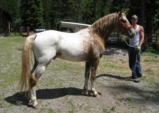 Chestnut Snowcap Appaloosa