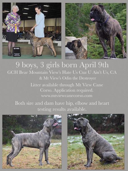 Fawn brindle best sale cane corso