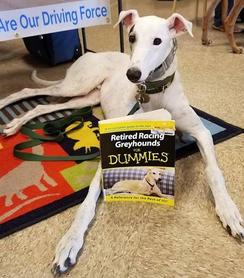 Retired racing store greyhounds for dummies