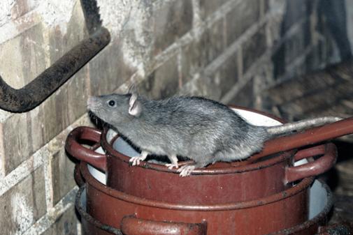 Rat Exterminator, Staunton VA