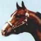Horses Shown