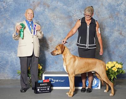 Rhodesian ridgeback hot sale champions