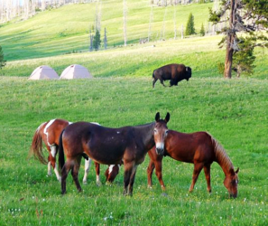 Yellowstone National Park, pack trips, horses, mules, bison, camping