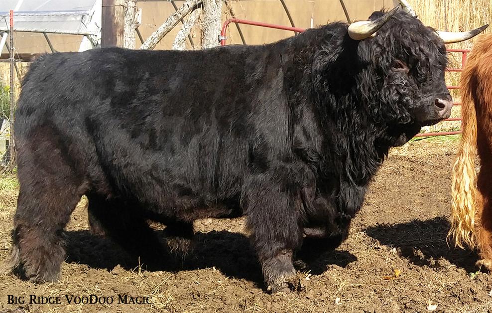 Black highland cattle,Scottish highland cattle, Highland cattle black,Highland cattle, Highland calves