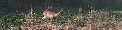 ky trophy whitetail