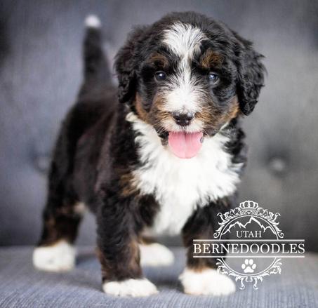 Tricolor Bernedoodle Puppies Available