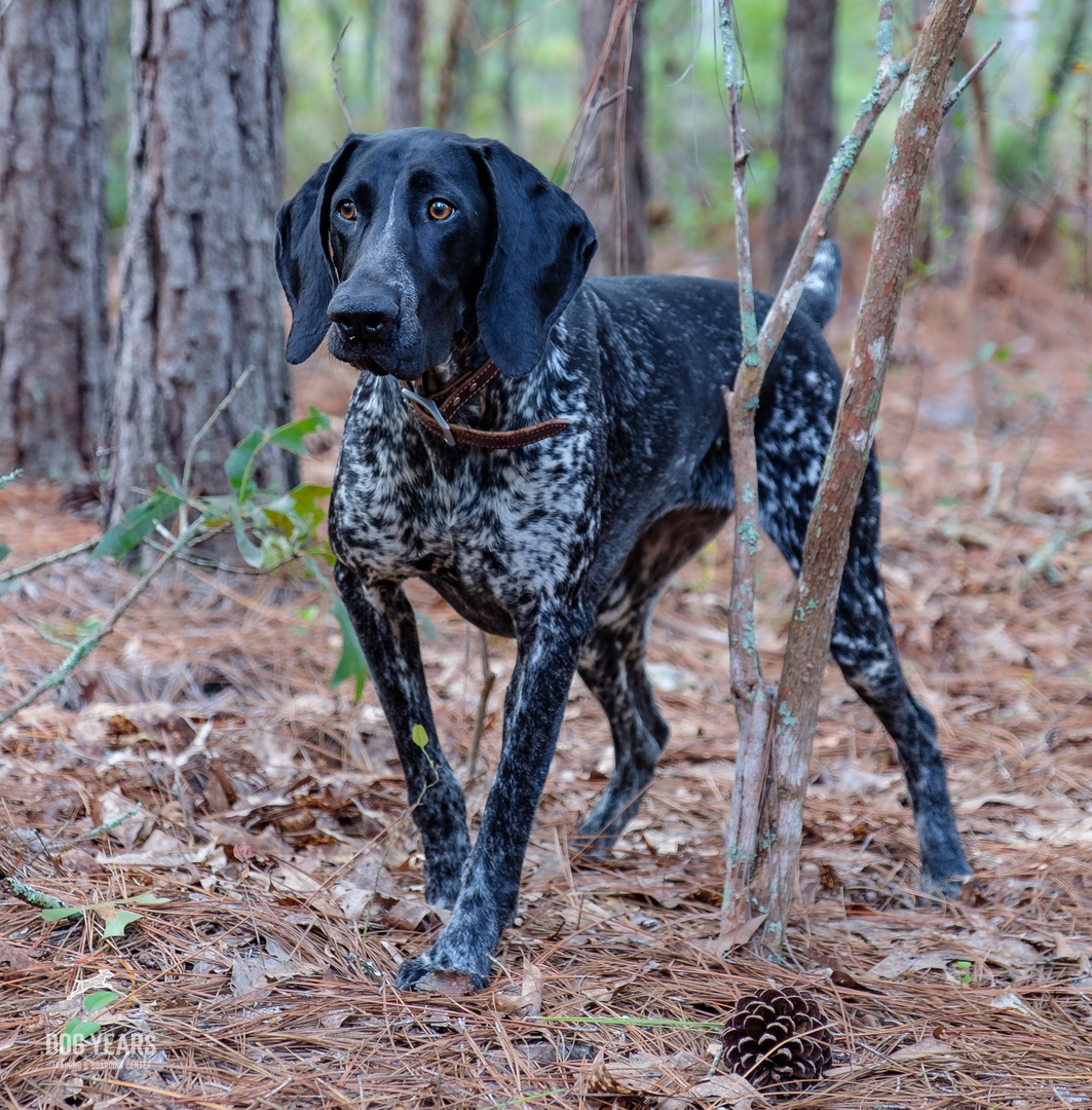 what was the first hunting dog