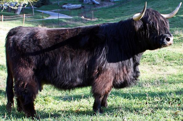 Scottish highland cattle,Black highland cattle,Highland cattle black,Highland cattle, Highland calves