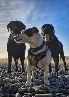 Take the shop lead dog boarding