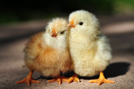 Point of lay chickens at Chickenfeathers in Shotts, Scotland