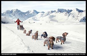 DACHSHUND SLED DOGS Photographer: Andy Glass Ad agency