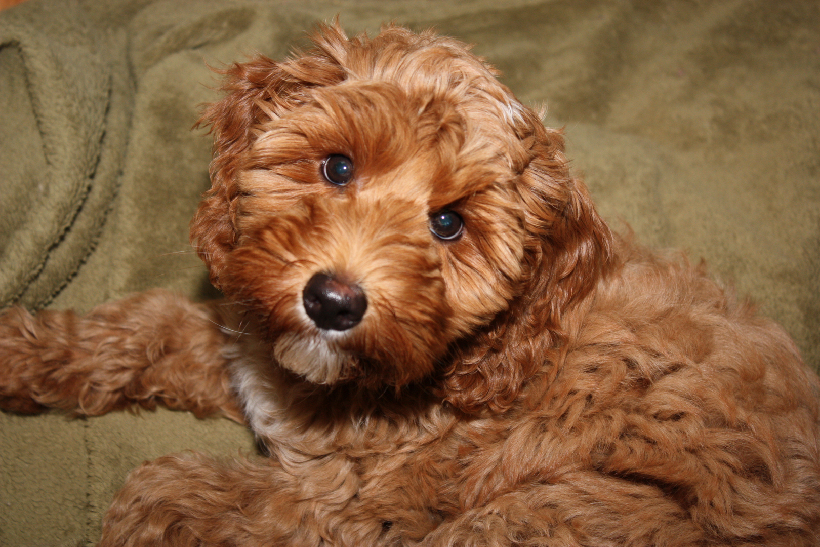 Canadian labradoodles best sale