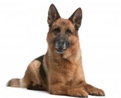 Cincinnati Hills Animal Clinic Companion Animal Plan [CAP] Adult Dog