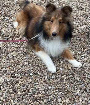 Whisperwind shelties sale