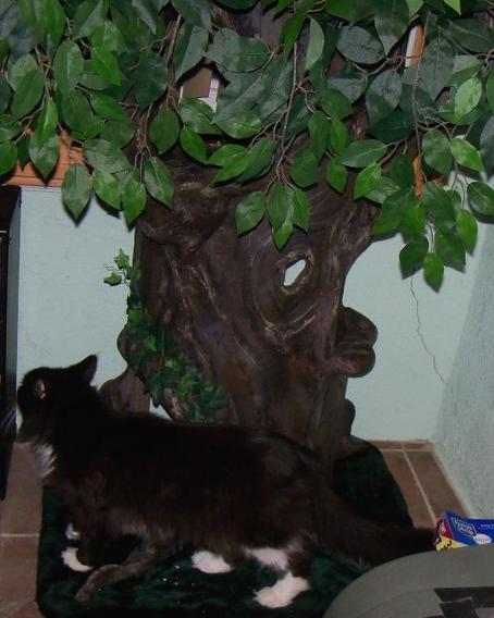 Hidden Hollow Cat Tree