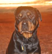 Roman "The Romancer" our Rotty