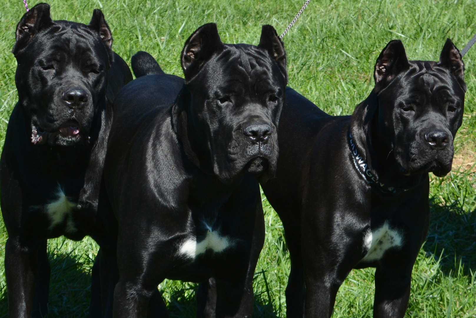 Preacher best sale cane corso