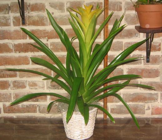 A yellow bromeliad plant in a white wicker basket with Spanish moss
