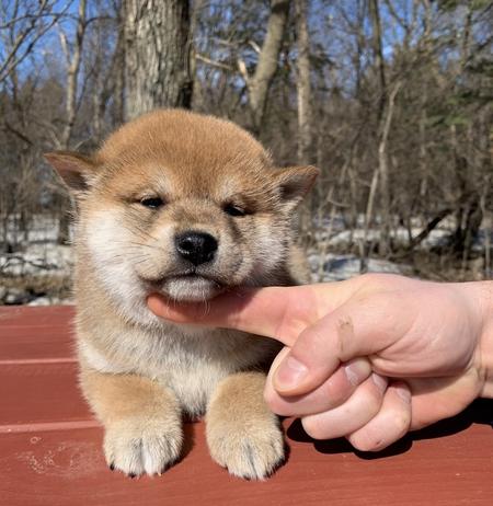 shiba inu puppies payments contract owners faq sales happy