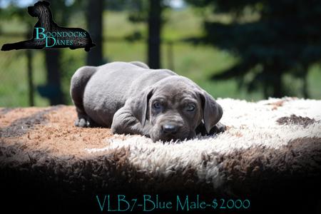 Chocolate great dane puppies for clearance sale