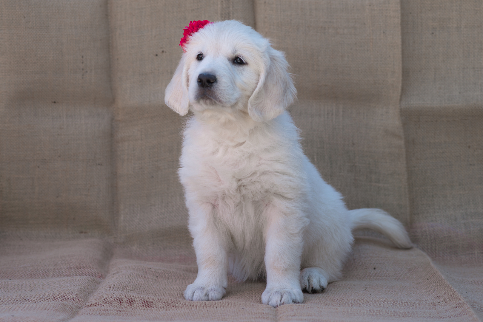 British cream best sale golden retriever breeders