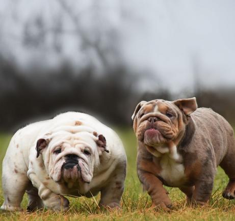 Black tri store merle english bulldog