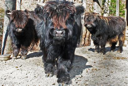 Highland cattle black,Scottish highland cattle,Black highland cattle,Highland cattle, Highland calves