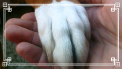 Roxy's paw