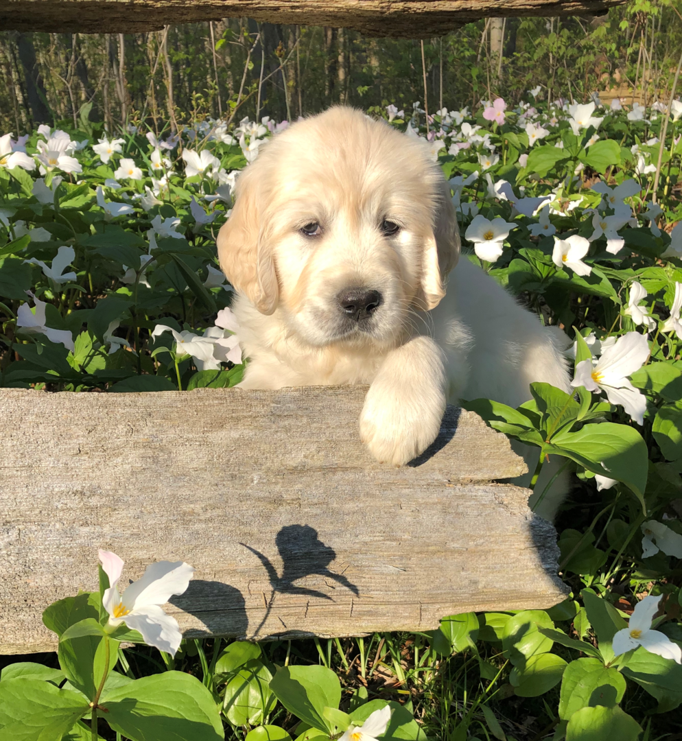 Berkden Golden Retriever Breeder Southwestern Ontario Canada