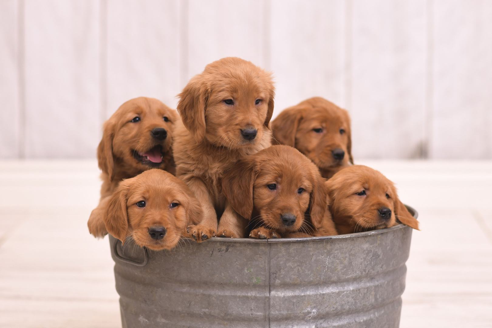 dark golden retriever puppy